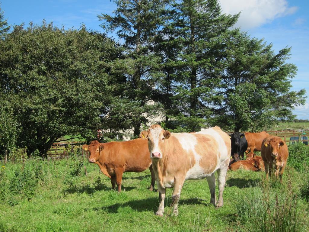 Burren Glamping Villa Kilfenora Bagian luar foto